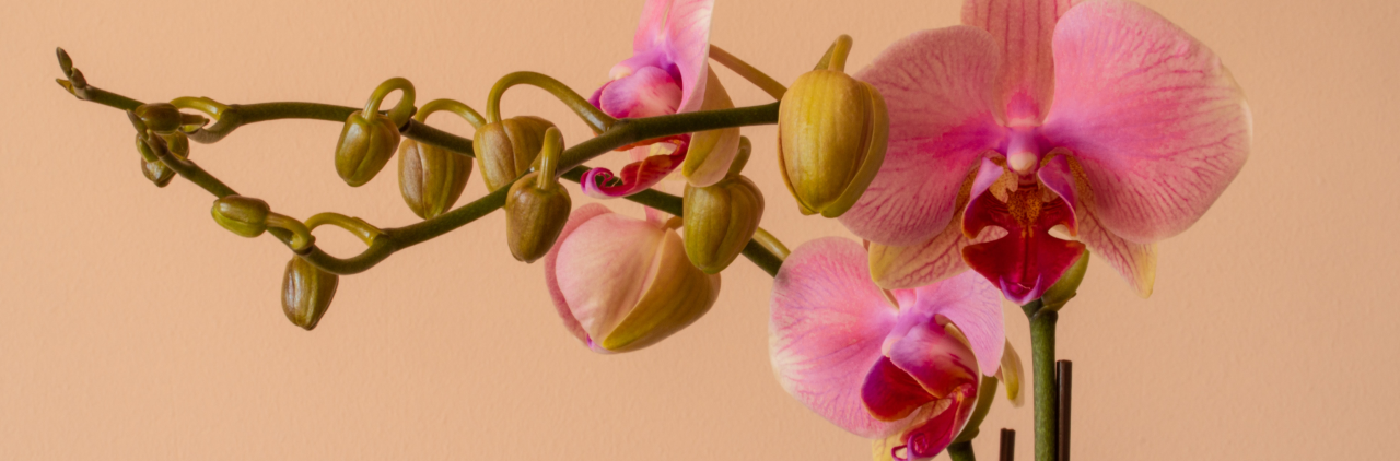 Orchids