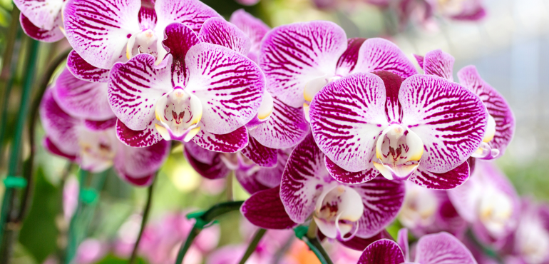 Orchids