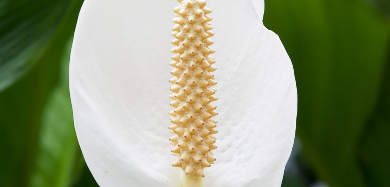 Spathiphyllum