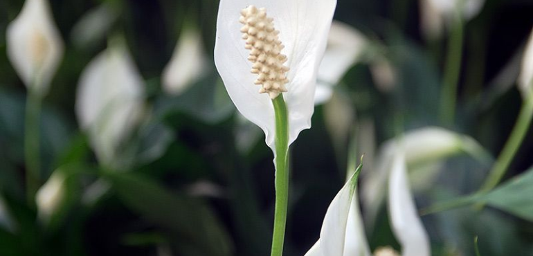 Spathiphyllum