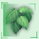 plant identification app